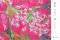 藤原宇希子展/4.25 mon 〜4.30 sat